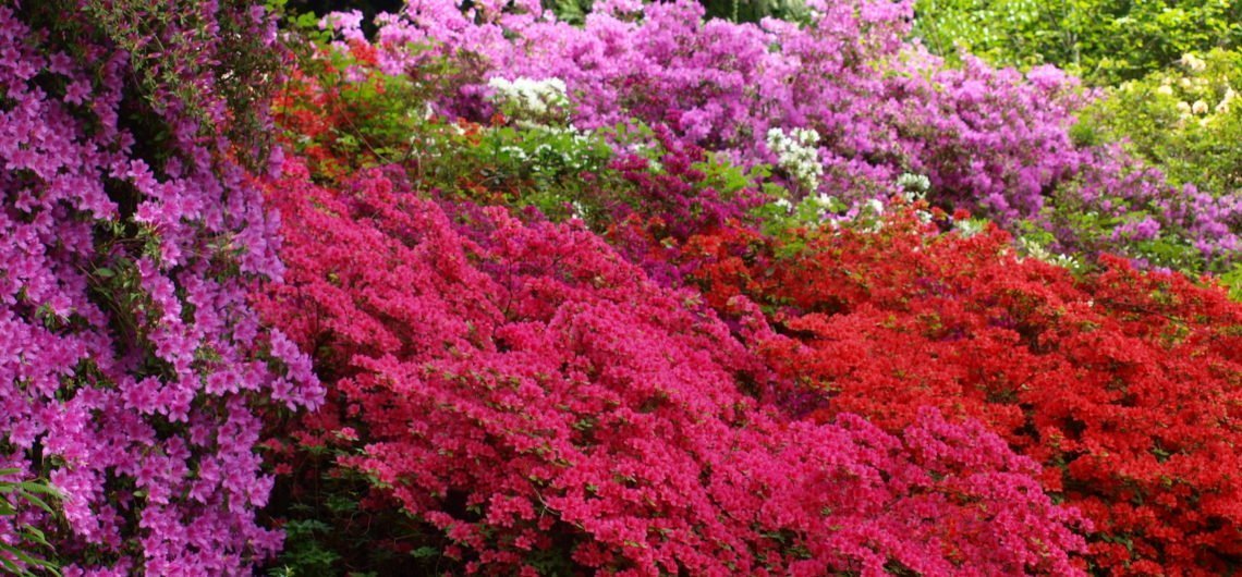 Fioritura rododendri al Parco della Burcina