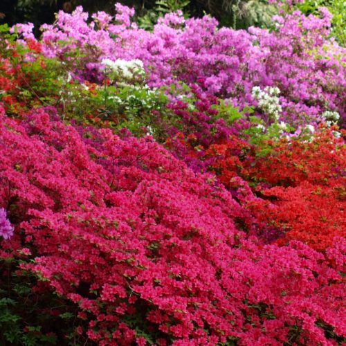 Fioritura rododendri al Parco della Burcina