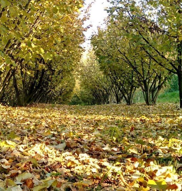 Nocciole delle Langhe: noccioleti in Alta Langa