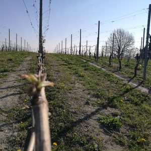 primavera nelle Langhe