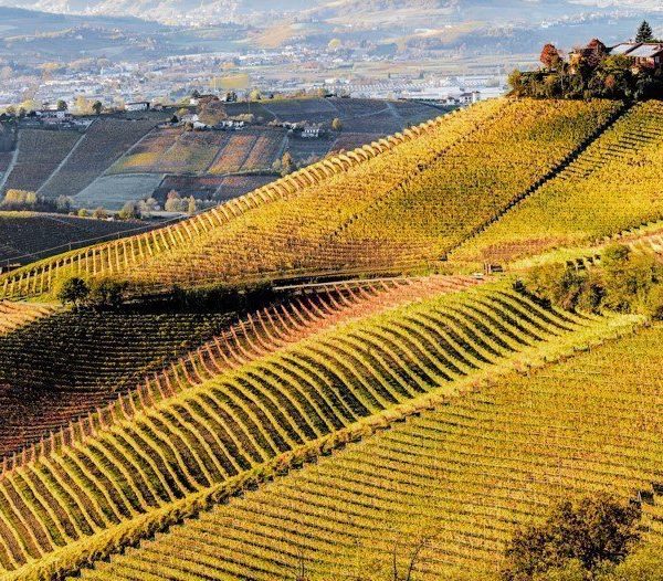 Foliage in the Langhe