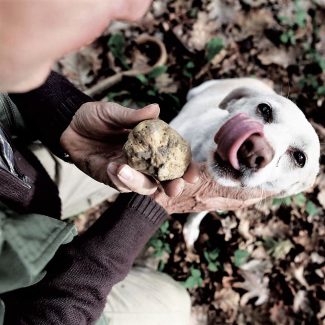 weekend_enogastronomico_langhe_ricerca_tartufo