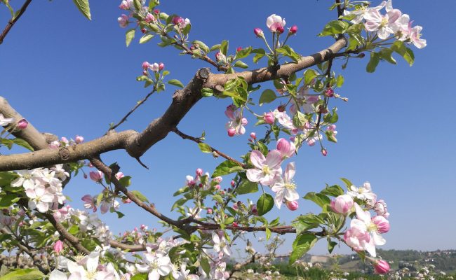 primavera nelle langhe