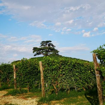 cedro del libano la morra langhe