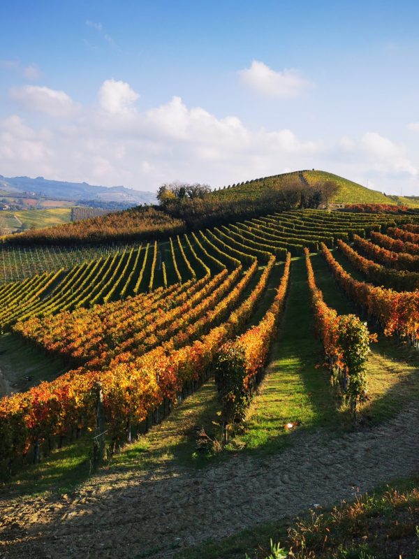 vigne del territorio delle Langhe in autunno