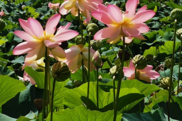 lotus flower lake