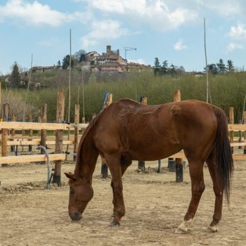 Escursioni a cavallo