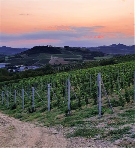 vigne del Roero