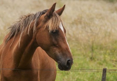 Cavallo in natura per una passeggiata nelle Langhe