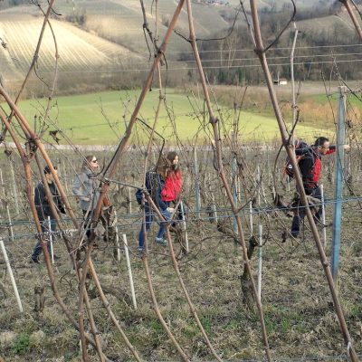 una passeggiata tra le vigne spoglie in autunno inoltrato