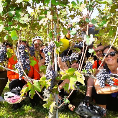 ragazzi e ragazze tra l'uva matura in una vigna