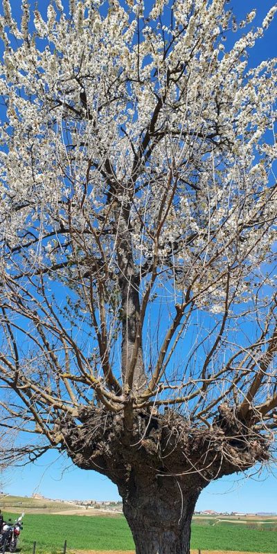 bi-albero di casorzo